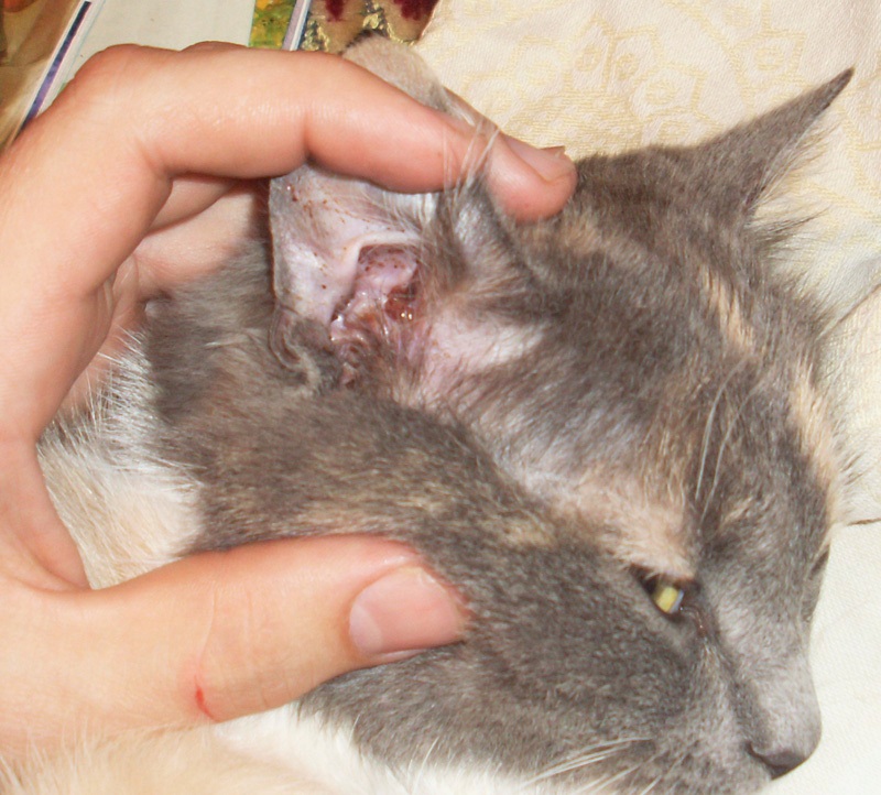 Лечим ушной клещ у кошек в домашних условиях: избавляемся от клеща при помощи народных средств